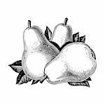 Vintage 1950s etched-style pears.  Detailed black and white from authentic hand-drawn scratchboard.