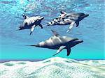 Three dolphins swim over a sandy reef.
