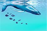 Ein Buckelwal taucht in den blauen Ozean.