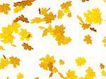 Falling autumn leafs of maple
