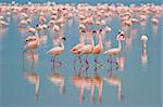 Flamingos at Nakuru Lake, Kenya.