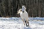 Skipping white horse on a background of a wood