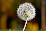 Simeon a parachute in the form of an anthodium of a dandelion on a background of a green grass