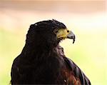 fine close up portrait of hawk nature background