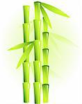 Vector image of bamboo