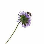 A photography of a single isolated bee on a flower