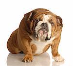 english bulldog sitting with guilty looking expression