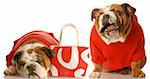 money woes - two english bulldog in red sweaters with red purse