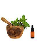 Chocolate mint herb leaves in an olive wood mortar with pestle and  aromatherapy essential oil dropper bottle, over white background.