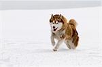 Siberian Husky  running towards camera.