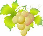 Vectors of ripe, juicy, bunches of grapes with drops of dew