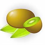 Vector image of kiwi fruit. Isolated.