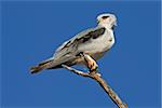 Black-shouldered kite (Elanus caeruleus) perched on a branch, Kalahari, South Africa