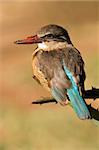 An African brown-hooded Kingfisher (Halcyon albiventris), South Africa