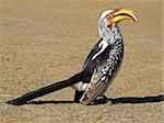 Yellow-billed hornbill (Tockus flavirostris), Kruger National Park, South Africa