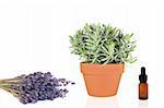 Lavender herb growing in a terracotta pot with dried flowers and aromatherapy essence dropper bottle, over white background.