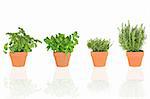 Parsley, basil, thyme and rosemary herbs growing in teracotta pots, isolated over white background.