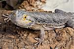 Bearded Dragon looking forwards on brown bark