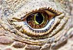 Extreme close up of a Komodo dragon eye looking prehistoric and dinosaur like
