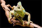 Close up of a Yemen/Veiled Chameleon on a branch against a black background