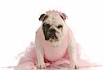 english bulldog in pink tutu on white background