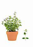 Catmint herb growing in a terracotta pot with leaf sprig, isolated over white background. Scent of the plant has a stimulating effect on cats and can also be used as a mosquito repellent.