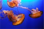 Beautiful orange jellyfish over blue background