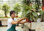 male florist arranging plants in flower shop