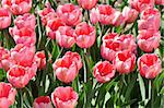 pink blooming tulips