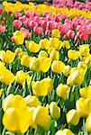 multicolored blooming tulips