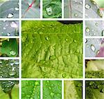 Collage from photos of green leaves with raindrops. It is photographed under natural conditions.