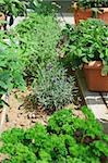 Collection of different herbs in small garden