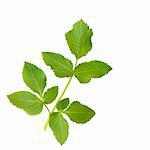 Angelica herb leaf sprig isolated over white background.