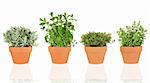 Lavender, mint, thyme and oregano herbs growing in terracotta pots over white background.