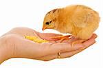 Little chicken in womans hand eating corn flour