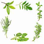 Herb leaf border of bay, valerian, oregano, lavender,  sage and thyme, over white background.