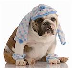 funny english bulldog dressed in winter hat scarf and leg warmers