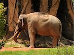 Giant African elephant covered in red mud