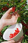 Woman's hand pick a bunch of redcurrant and put in the bowl