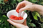 Woman's hand putting raspberry in the bowl