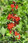 Redcurrant bunches on a branch