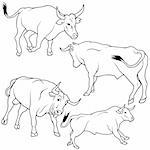 Bull Set 09 - black hand drawn illustration as vector