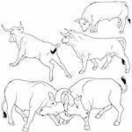 Bull Set 11 - black hand drawn illustration as vector