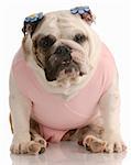 english bulldog wearing pink tutu with flower barrettes