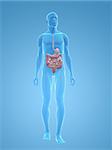 3d rendered illustration of a transparent male body with male digestive system