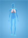 3d rendered illustration of a transparent male body with lung