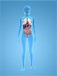 illustration de rendu 3D d'un corps féminin transparent avec des organes