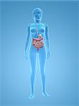3d rendered illustration of a transparent female body with digestive system