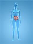 3d rendered illustration of a transparent female body with colon and small intestines