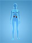 3D gerenderten Abbildung eines transparenten weiblichen Körpers mit Nieren und Nebennieren